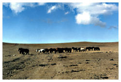 Wild horses roam freely, Gobi desert